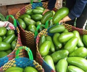 Bơ Trịnh Mười Lưng Gù