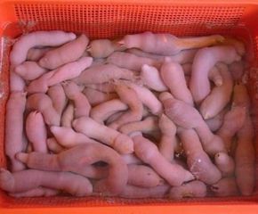Hải Sâm Hải Sâm