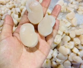 Cồi sò mai Cồi sò mai