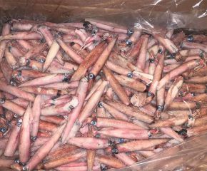Mực trứng Mực trứng