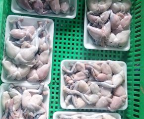 Thịt ếch Thịt ếch