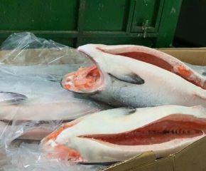 Cá Hồi Đông Lạnh Nguyên Con Cá Hồi Đông Lạnh Nguyên Con