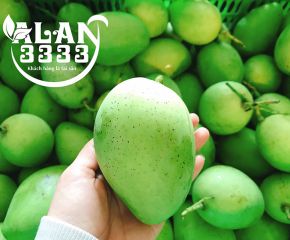 Xoài Cát Chu