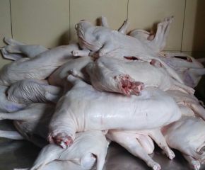 Dê móc hàm Dê móc hàm