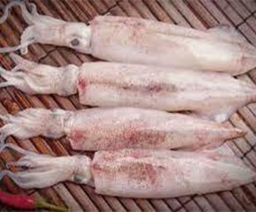 Mực ống Mực ống