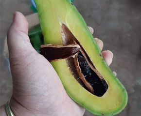 Bơ ông khôi