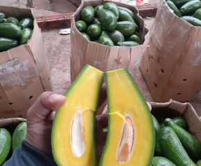 Bơ Tứ Quý