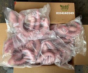 Râu bạch tuộc khổng lồ
