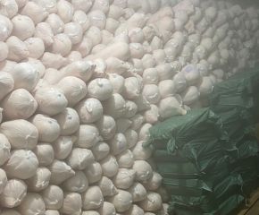 Heo Sữa Sống – Đông lạnh